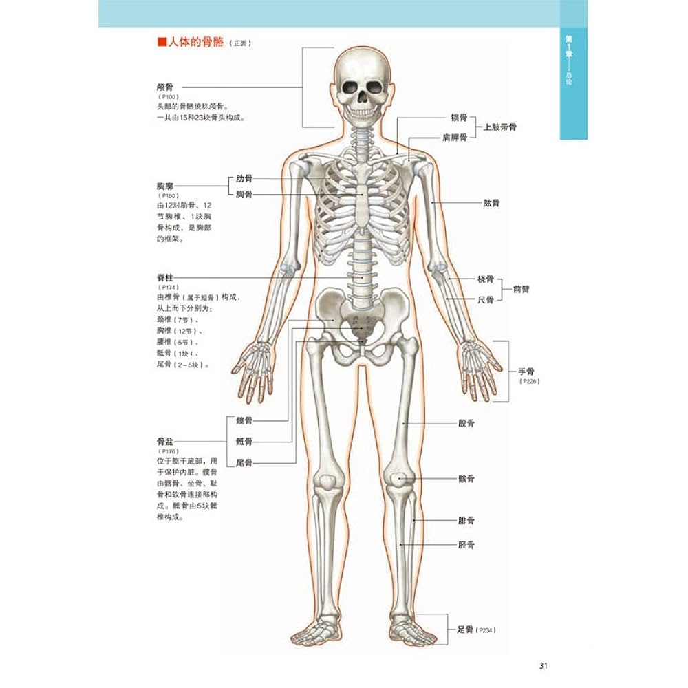 解剖学㊤㊦ Amazon.com: 全新3D人体解剖图: 9787537589369: 坂井建雄，桥本
